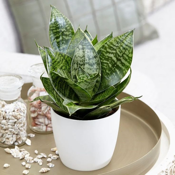 trong-cay-luoi-ho-truoc-nha-co-tot-khong-3